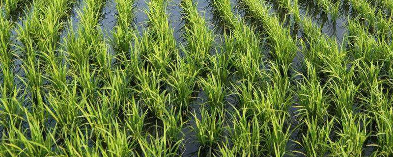 水稻的一生五个生长期