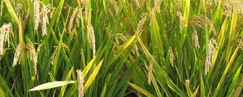 对水稻和小麦的毒害主要表现在根部的重金属是