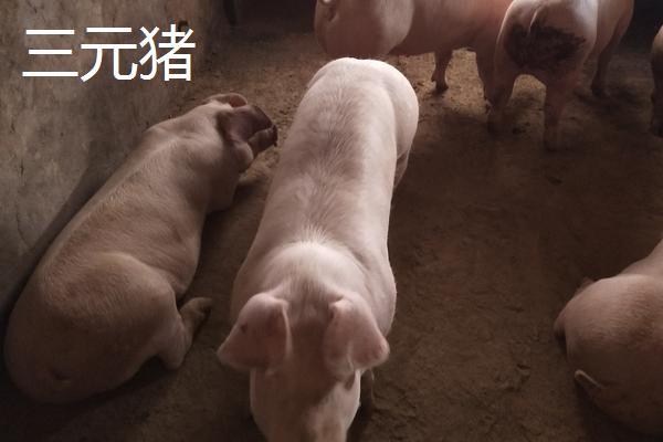 2,二元猪(1)二元猪的杂合程度较大,杂交优势明显,长势较快,且育肥效果