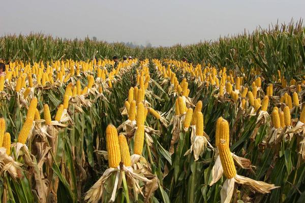 玉米种植的株距和行距是多少