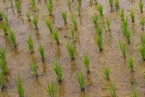 水稻插秧与移栽的特点
