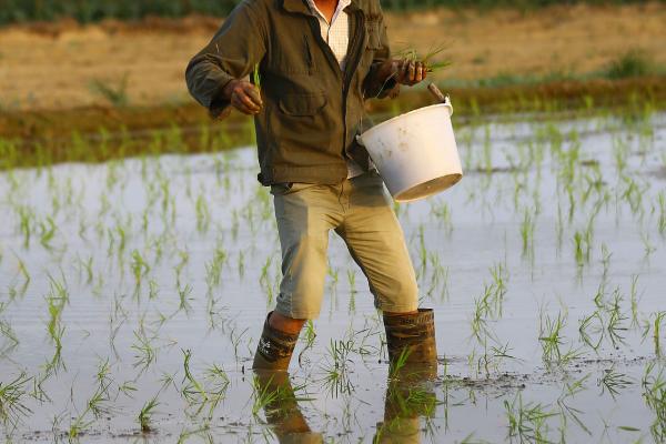 水稻插秧与移栽的特点