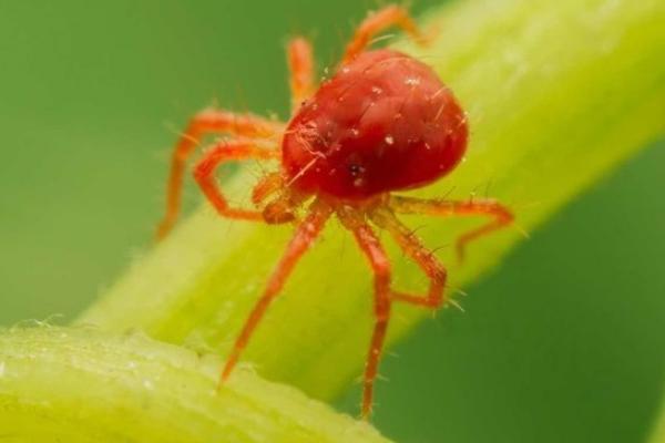 红蜘蛛怎么防治?用什么药最有效