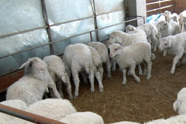 小苏打喂羊的作用和用量?