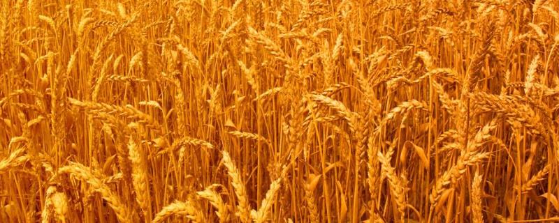 小麦灌浆期打什么叶面肥,灌浆期是什么阶段