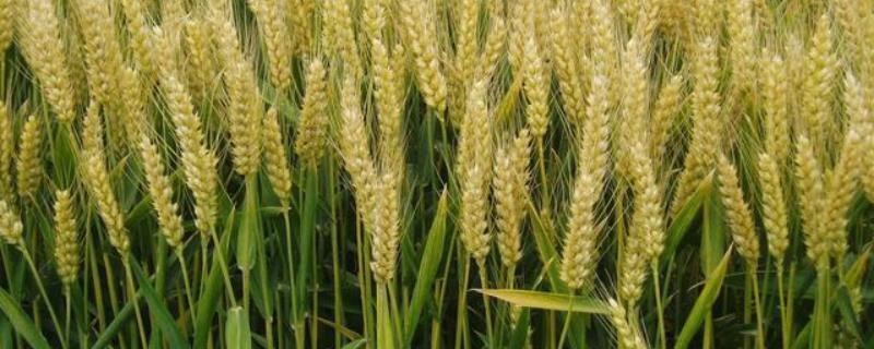 小麦条绣病发生条件有哪些,防治方法有哪些