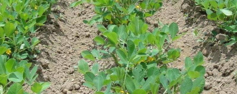 黄豆几叶打除草剂，用什么除草剂安全有效