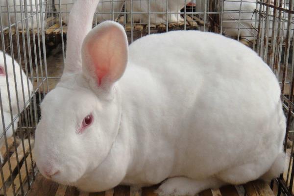 兔子怎么养殖技术