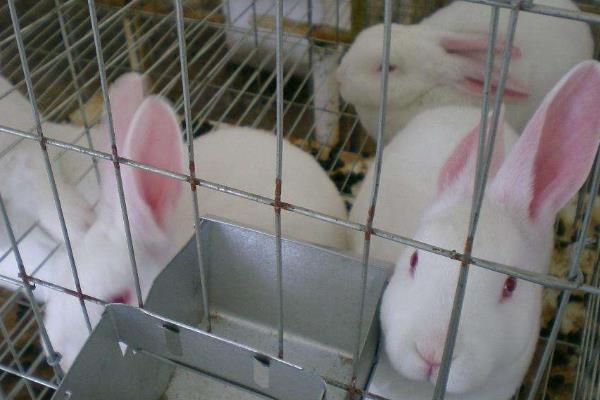 兔子怎么养殖技术