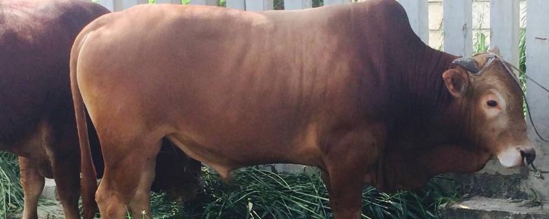 土黄牛一年能长多少斤，为什么很多农民愿意养土黄牛