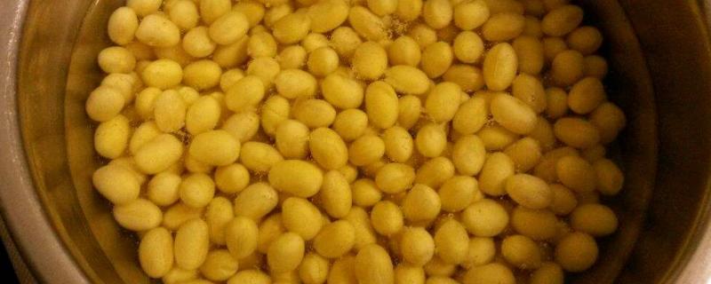 黄豆水发酵多久才能用,发酵好的黄豆水怎么使用