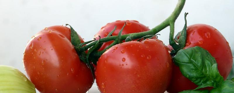解西红柿药害最快的办法,要害的一般症状