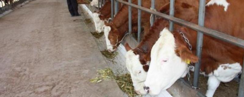 牛每天喂多少酒糟,应注意的问题有哪些