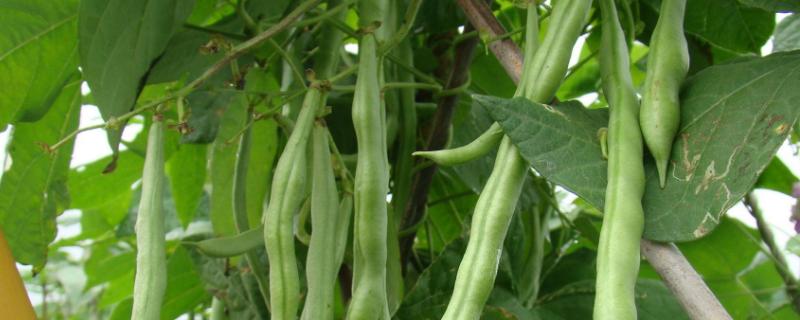 四季豆用什么肥料,各阶段的施肥方法