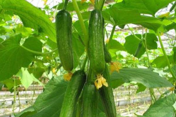 青瓜的种植方法及管理