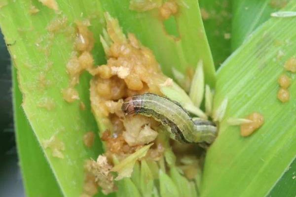 玉米害虫主要有哪些?如何防治?