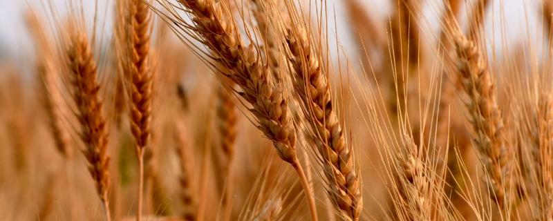 小麦授粉需要多长时间,需要多高的温度