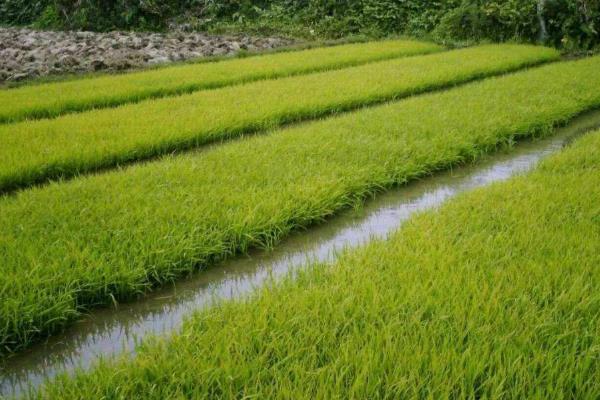 水稻育苗步骤