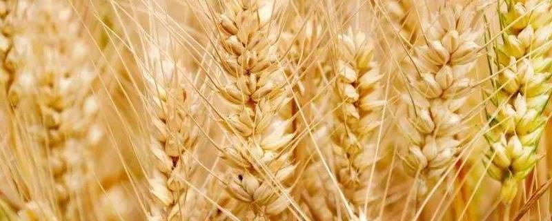 小麦穗干尖是怎么回事,应该怎么治
