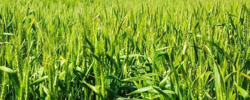小麦叶枯病有哪些防治措施,发病原因是什么