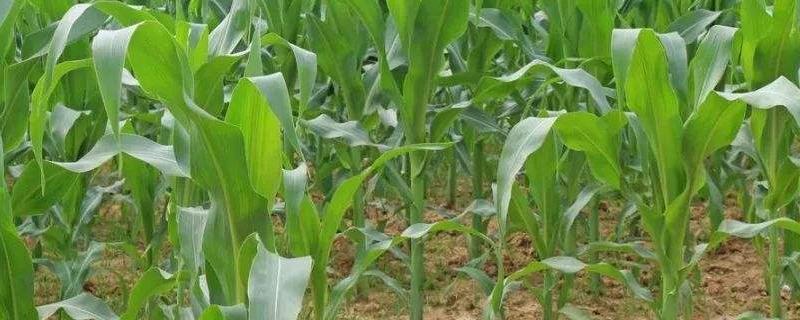 玉米田麦苗用什么除草剂,夏季麦苗对玉米田有影响吗