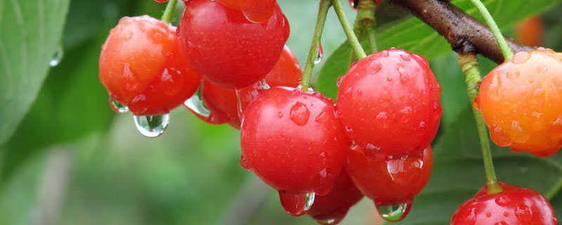 打膨大剂的樱桃是什么样的，对人体有害吗