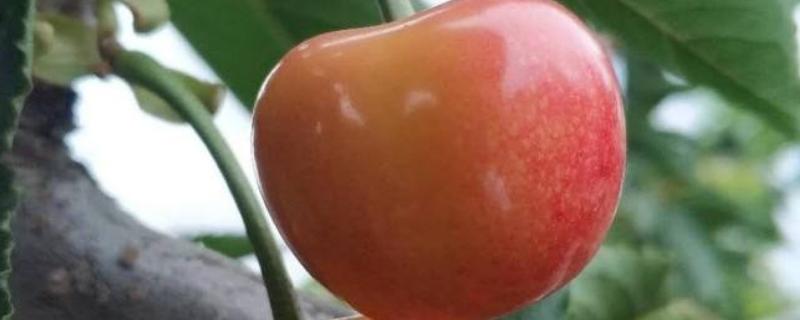 丰收100大樱桃品种介绍，口感和价格如何