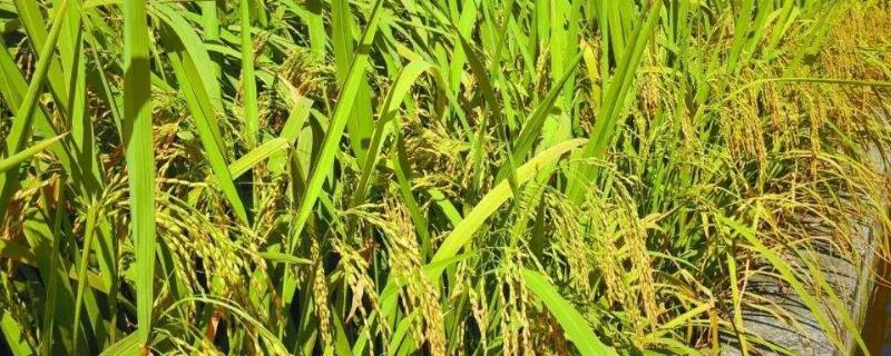 水稻不同时期的水层管理技术