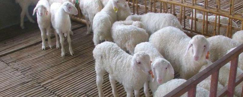 羊怎样养殖