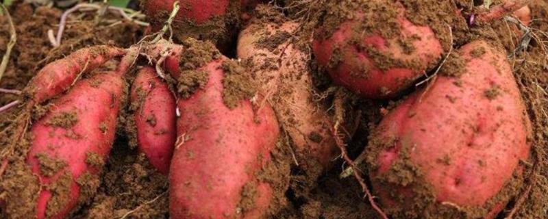 广东红薯种植时间，种植方法
