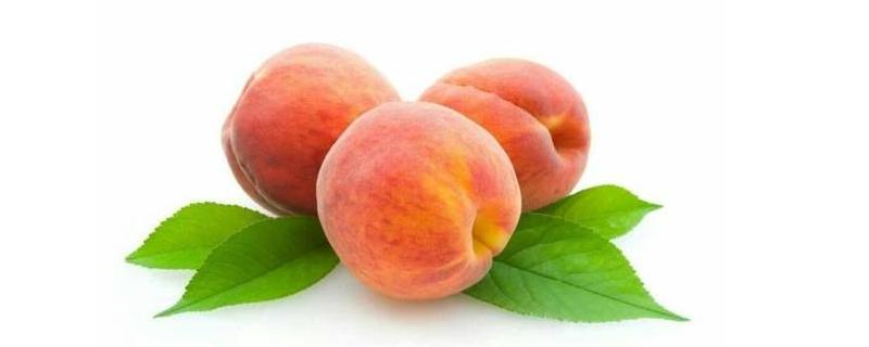 桃树桃子生虫打什么药，是什么原因