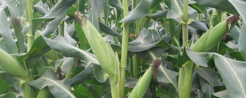 去年的玉米种子今年还能种吗，产量会低吗