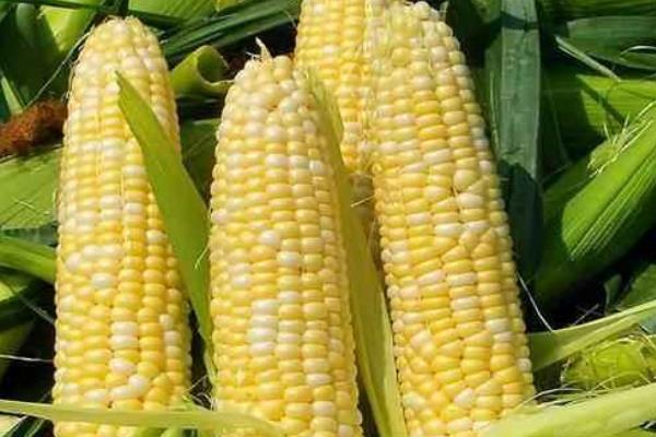 玉米的种类