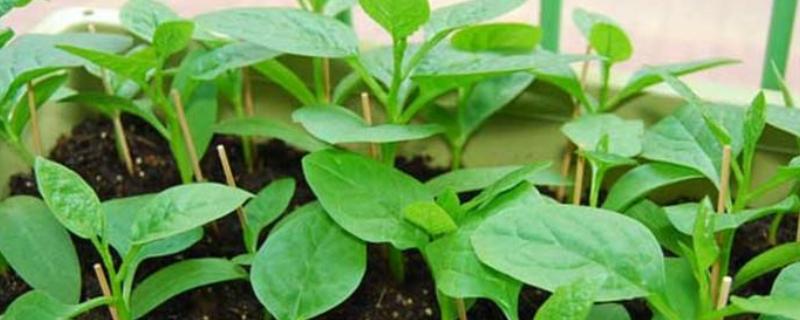 木耳菜能插杆种植吗，种植时间和方法详细介绍