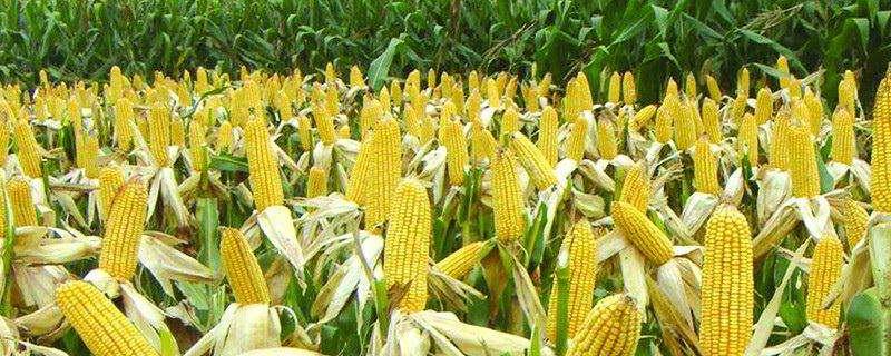 玉米种上几天会长出来，多少天成熟