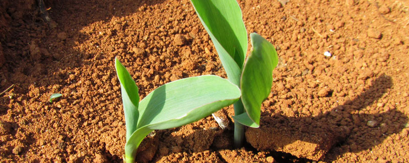 玉米苗生长缓慢什么原因，促进玉米苗快速生长施什么肥