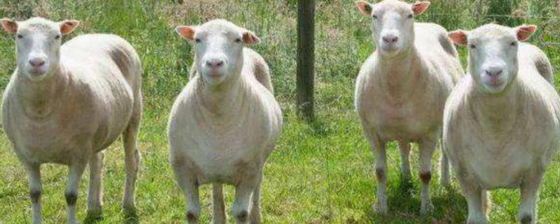 羊一年可以繁殖几次 羊繁殖期都在几月份 致富热