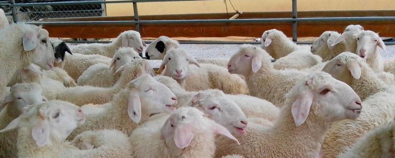 100斤羊打多少伊维菌素，养羊驱虫的注意事项
