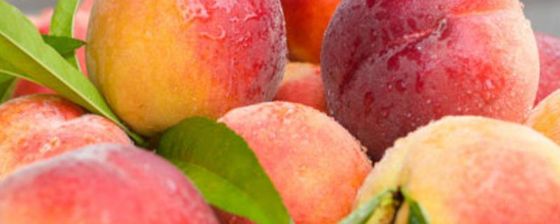 桃子增加甜度用什么药，增甜增色的方法