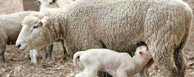 羊下羔下不出来怎么办，羊产完羔胎衣不下怎么预防