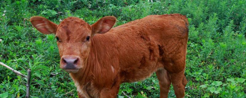 小牛犊涨肚子怎么治疗，一般是怎么引起的