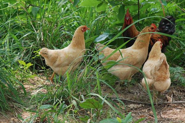 鸡的特点和生活特征，附鸡的养殖方法