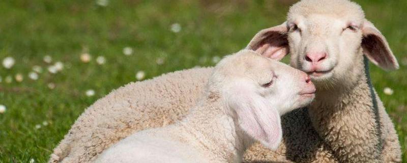 头胎母羊为什么产单羔，产单羔几率是多少