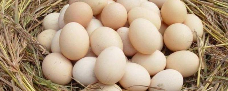 怎么联系收购土鸡蛋的，多少钱一斤