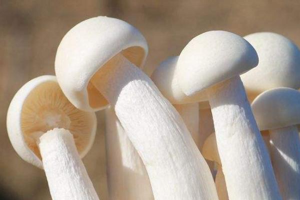 菌菇盆栽种植方法