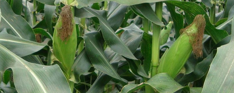 一亩玉米能出多少青储饲料，玉米青储饲料能喂养什么