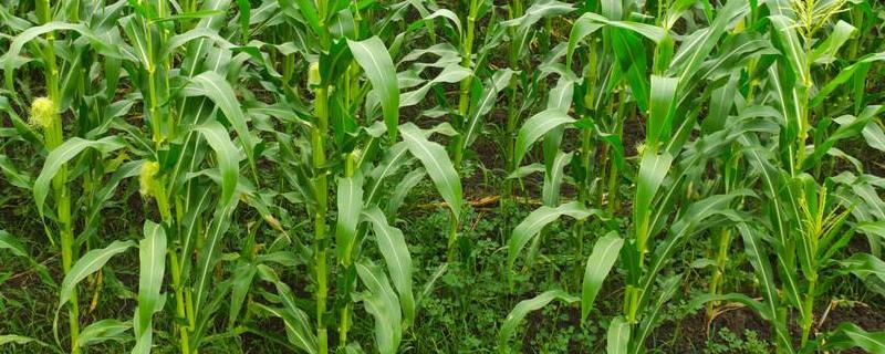 玉米除草剂有露水能打吗，除草剂使用注意事项