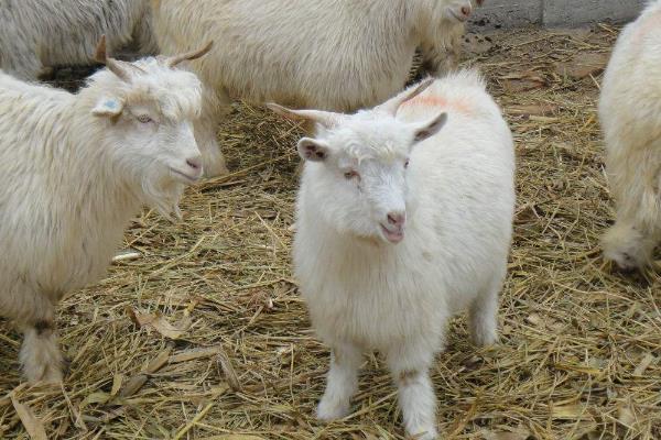 养羊11种常见病的防治
