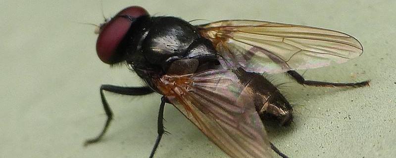 高效氯氟氰菊酯能杀苍蝇吗,室内可以用吗