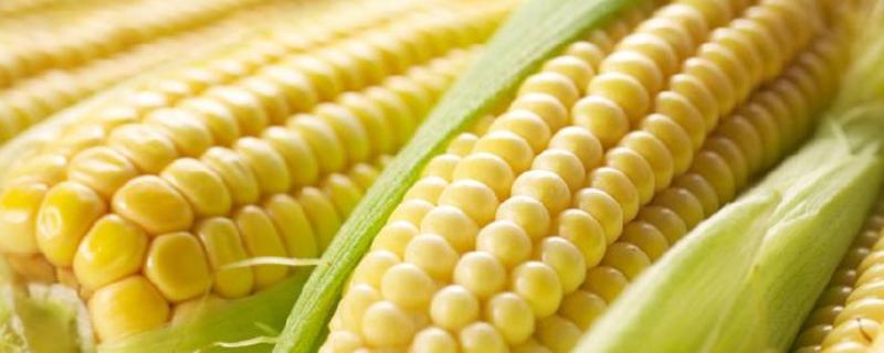 玉米一株留多少个玉米，一亩地可以种玉米多少株